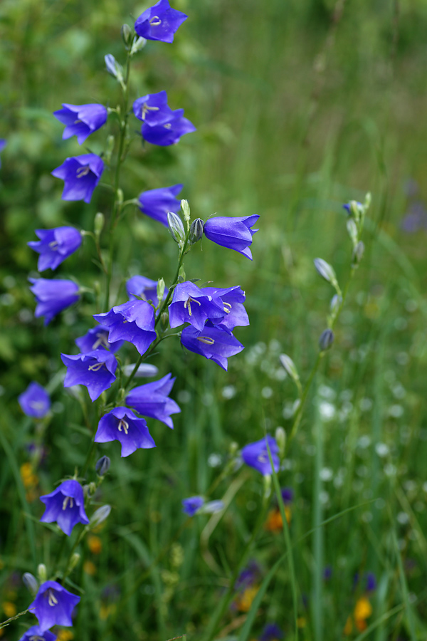 Изображение особи Campanula persicifolia.