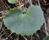 Saxifraga rotundifolia