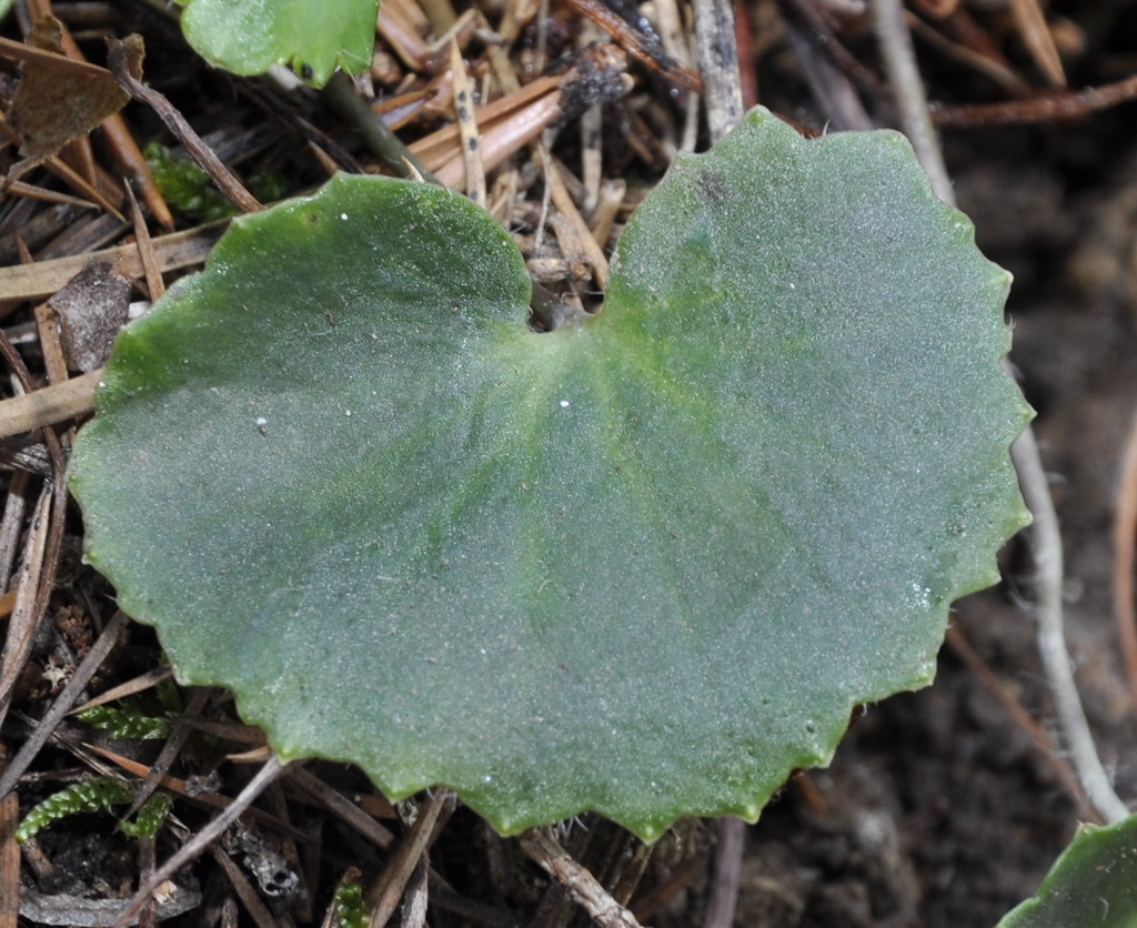 Image of Saxifraga rotundifolia specimen.