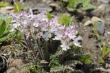 Pedicularis cheilanthifolia