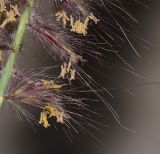 Pennisetum setaceum