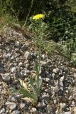 Crepis rhoeadifolia