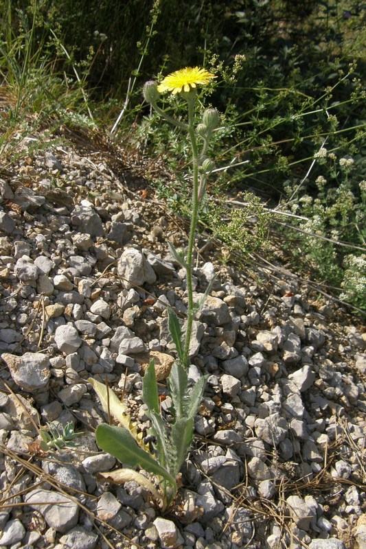 Изображение особи Crepis rhoeadifolia.