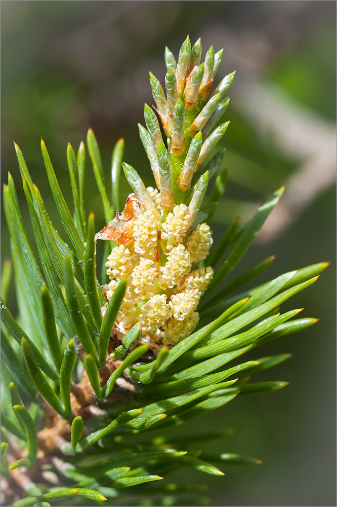 Изображение особи Pinus friesiana.