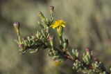 Limbarda crithmoides. Верхушка зацветающего растения. Греция, Ионическое море, о. Лефкас, г. Λευκάδα (Лефкас), берег лимана. 20.09.2013.