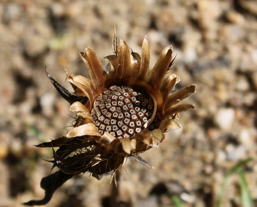 Изображение особи Stokesia laevis.