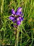 Campanula glomerata. Верхушка расцветающего растения. Ярославская обл., берег Плещеева озера. 08.07.2007.