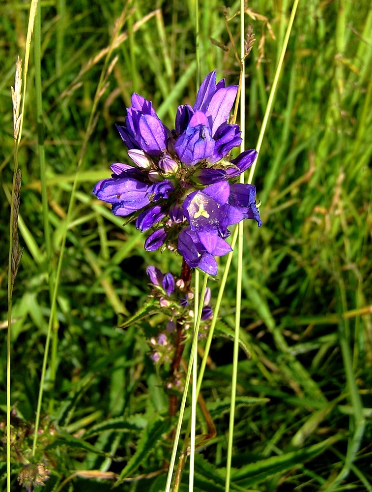 Image of Campanula glomerata specimen.