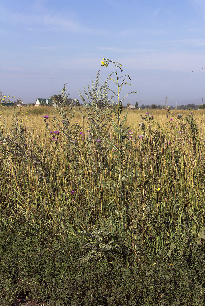 Image of Lactuca serriola specimen.