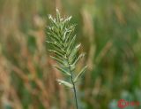 Agropyron pectinatum