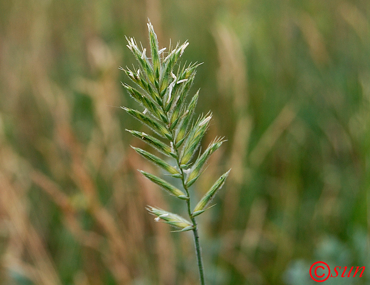Image of Agropyron pectinatum specimen.