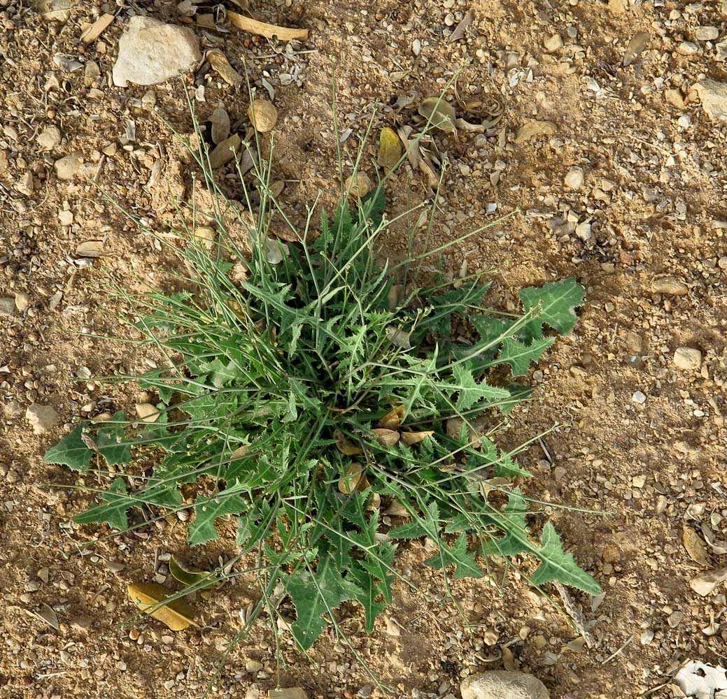 Image of Launaea nudicaulis specimen.