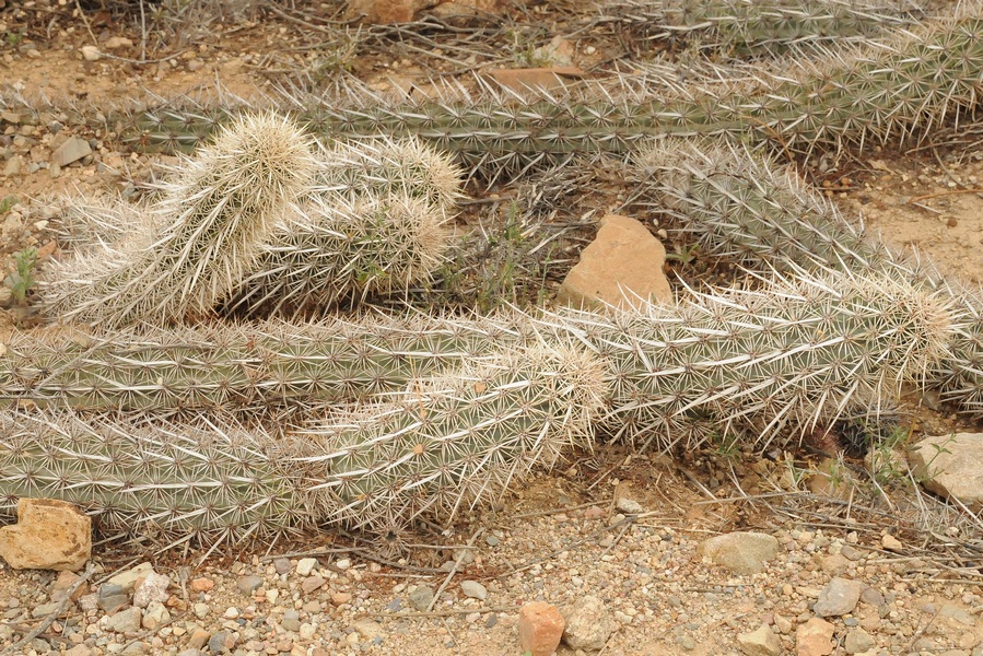 Image of Stenocereus eruca specimen.