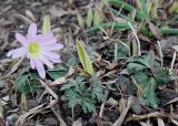 Anemone blanda. Цветущее растение. Германия, г. Дюссельдорф, Ботанический сад университета. 02.03.2014.