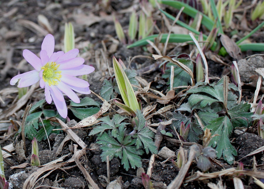 Изображение особи Anemone blanda.