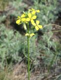 Erysimum canescens. Соцветие. Восточный Казахстан, Уланский р-н, сопки в окр.с. Украинка. 17.07.2012.