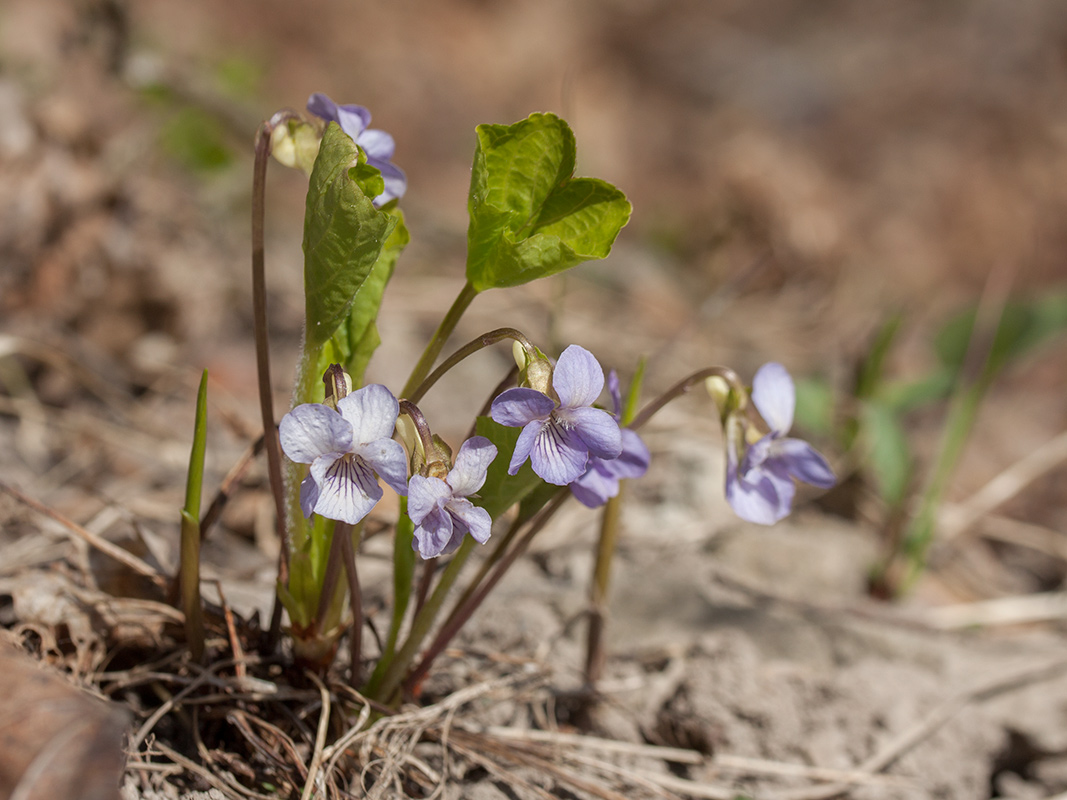 Изображение особи Viola mirabilis.