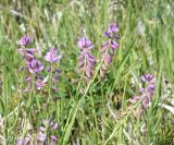 Polygala comosa