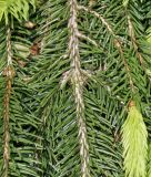 Picea abies