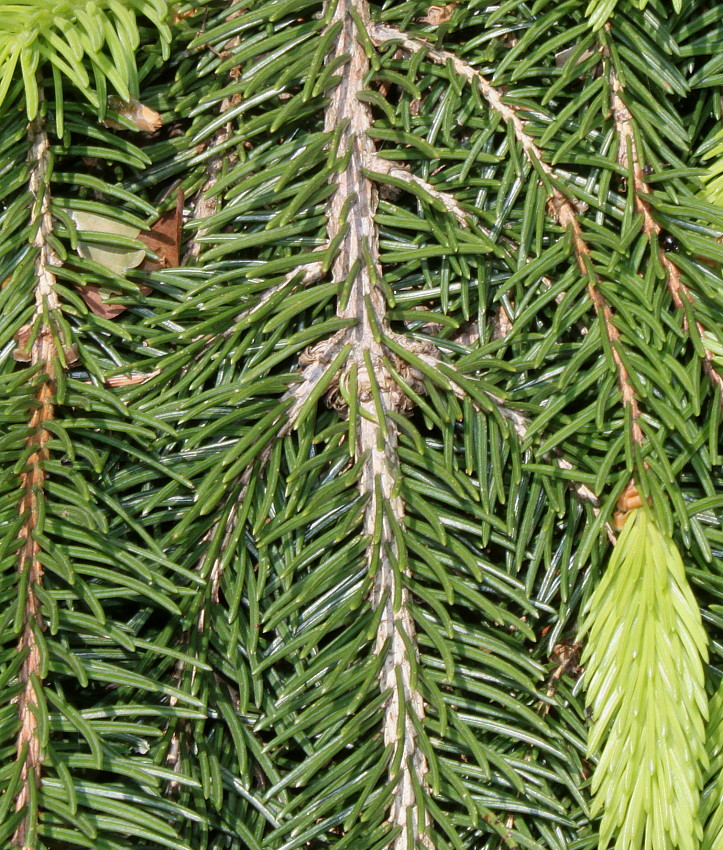 Image of Picea abies specimen.