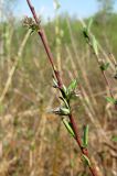 Salix rosmarinifolia