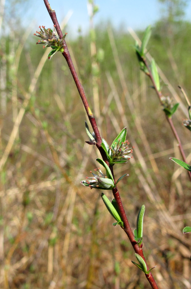 Изображение особи Salix rosmarinifolia.
