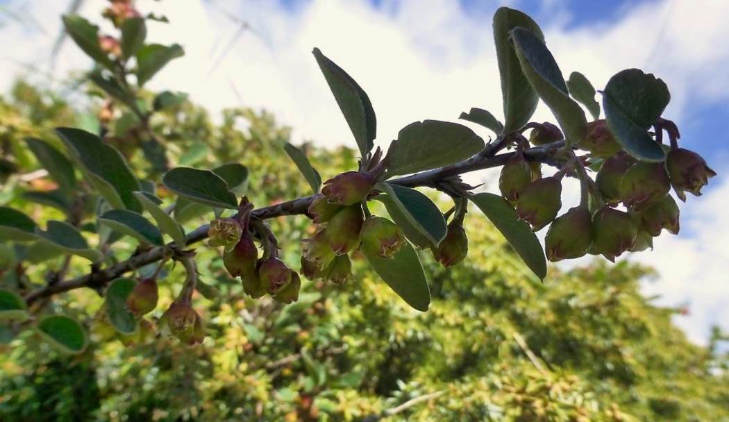 Изображение особи Cotoneaster suavis.