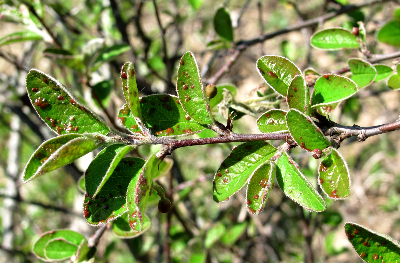 Image of Cotoneaster melanocarpus specimen.