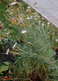 род Dianthus