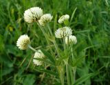 Trifolium montanum. Верхушки побегов с соцветиями. Ставропольский край, г. Кисловодск, парк, на высоте около 913 м н.у.м. , в невысокой траве по краю тропинки (43°53′27,81″ с.ш., 42°44′58,12″ в.д.). 05.06.2014.