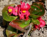 Begonia разновидность hookeri