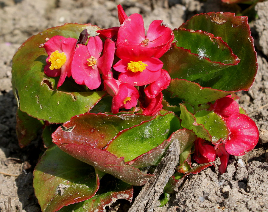 Image of Begonia cucullata var. hookeri specimen.