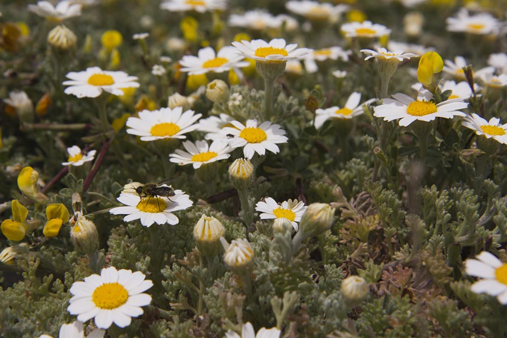 Image of Anthemis tomentosa specimen.