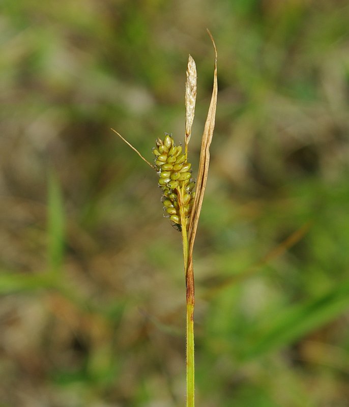 Изображение особи Carex pallescens.