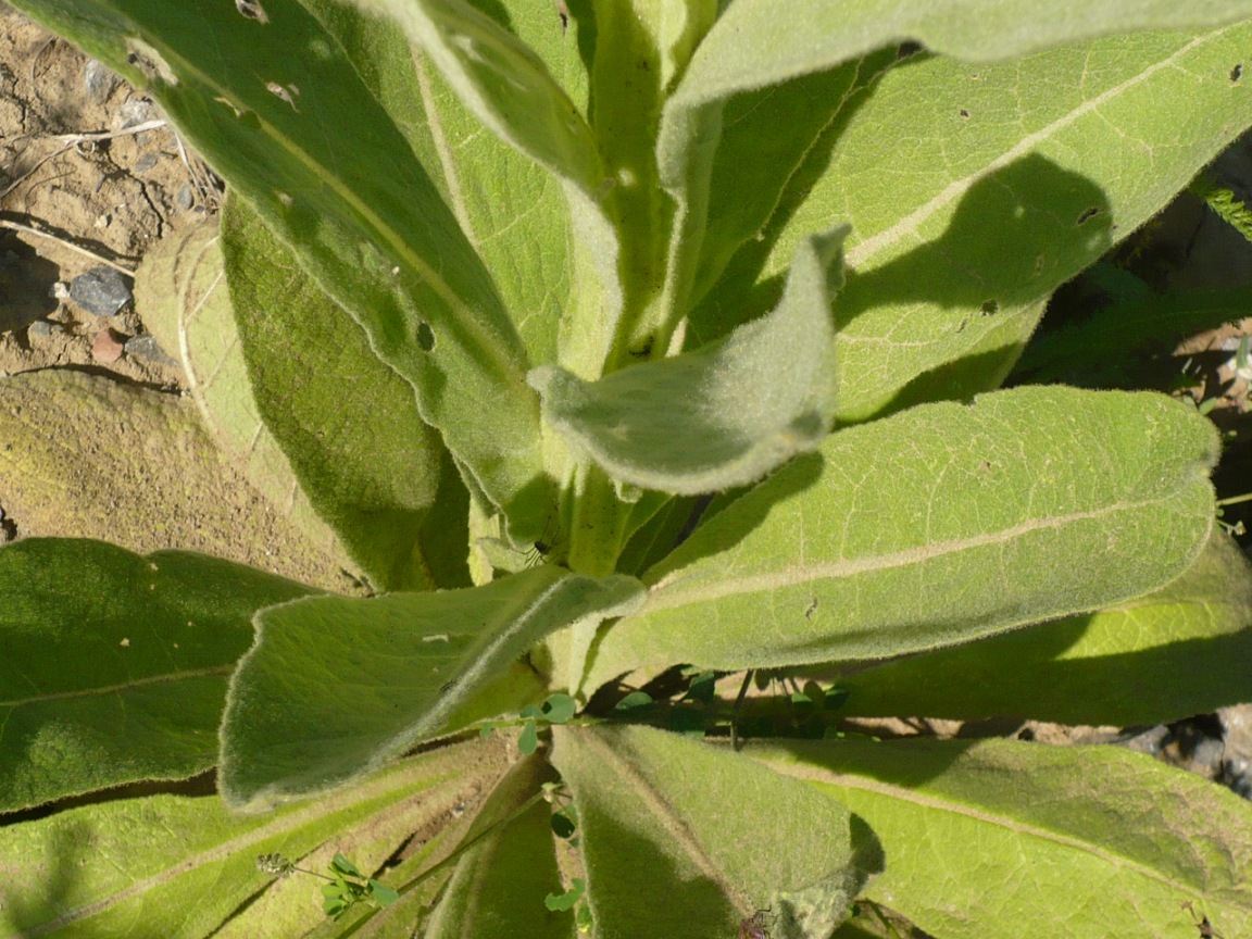 Изображение особи Verbascum thapsus.