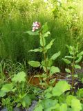 Impatiens glandulifera. Цветущее растение. Ярославль, Петропавловский парк, сырой участок в верховьях ручья. 6 июля 2009 г.