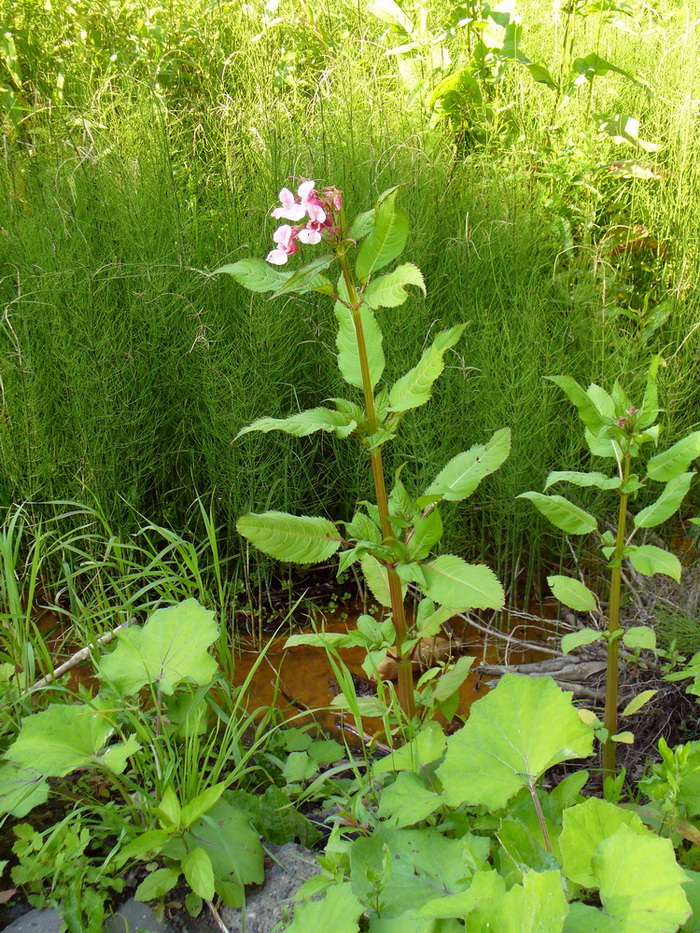 Image of Impatiens glandulifera specimen.