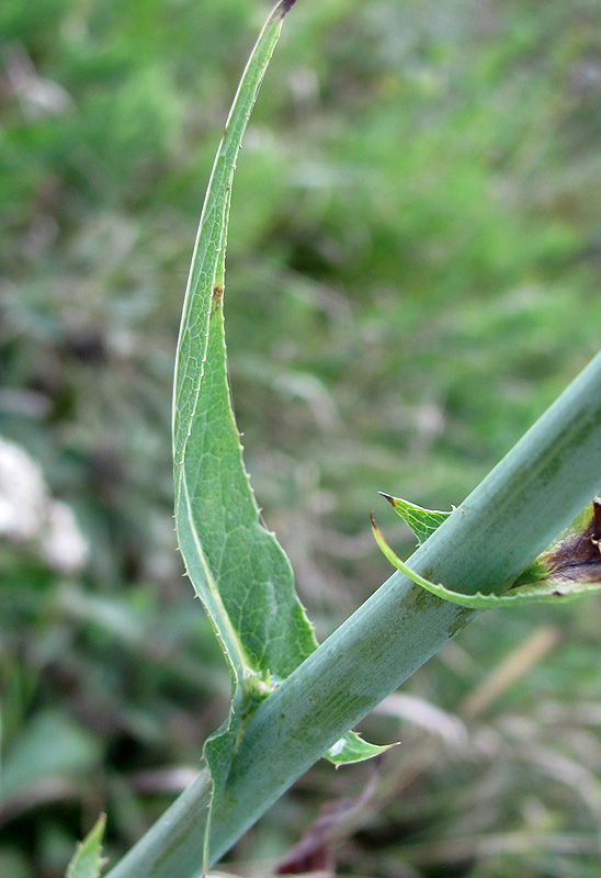 Изображение особи Lactuca chaixii.