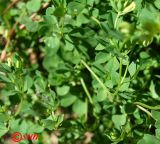 Lotus corniculatus