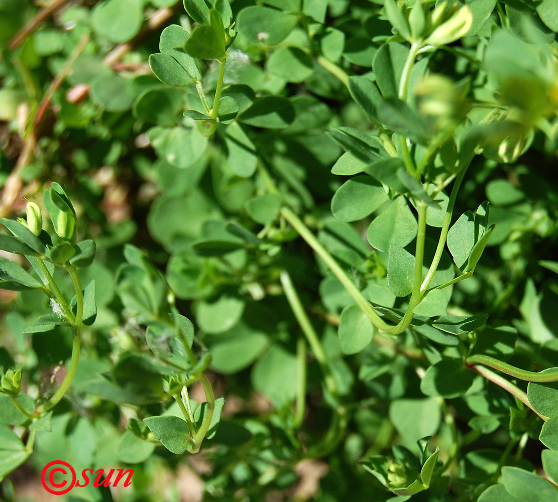 Изображение особи Lotus corniculatus.