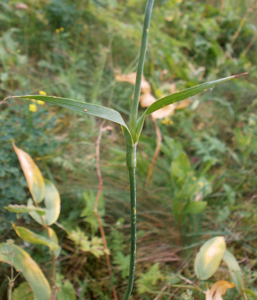 Image of Dianthus andrzejowskianus specimen.