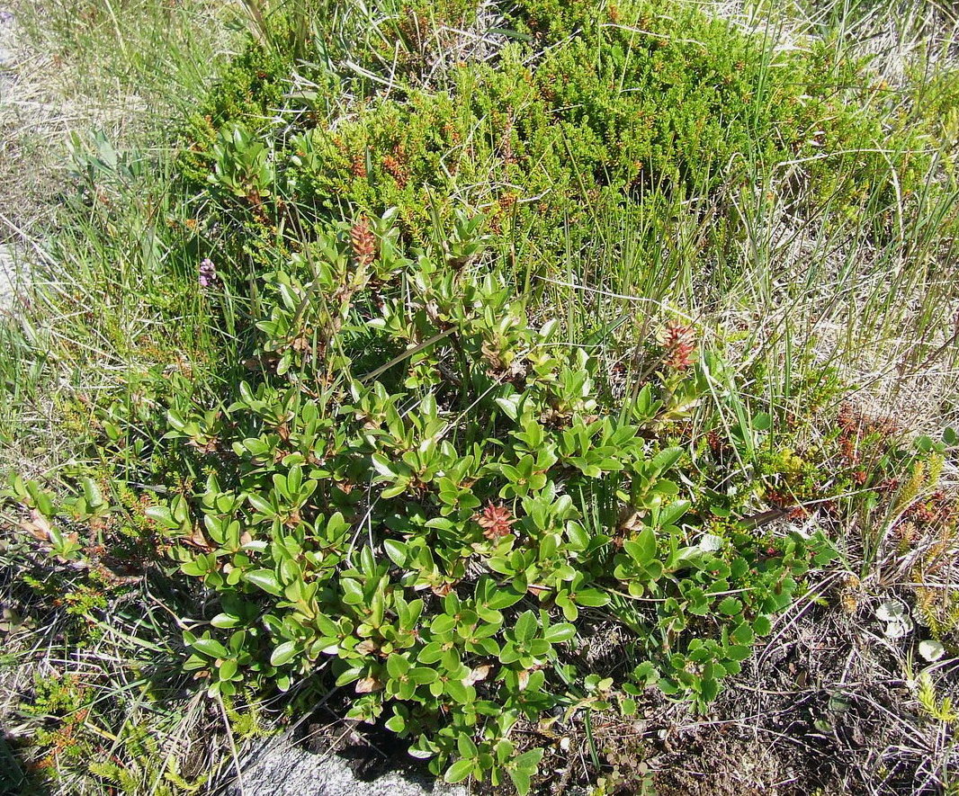 Изображение особи Salix myrsinites.