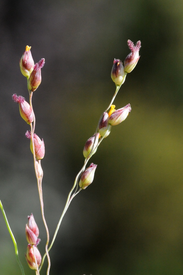 Изображение особи Panicum virgatum.