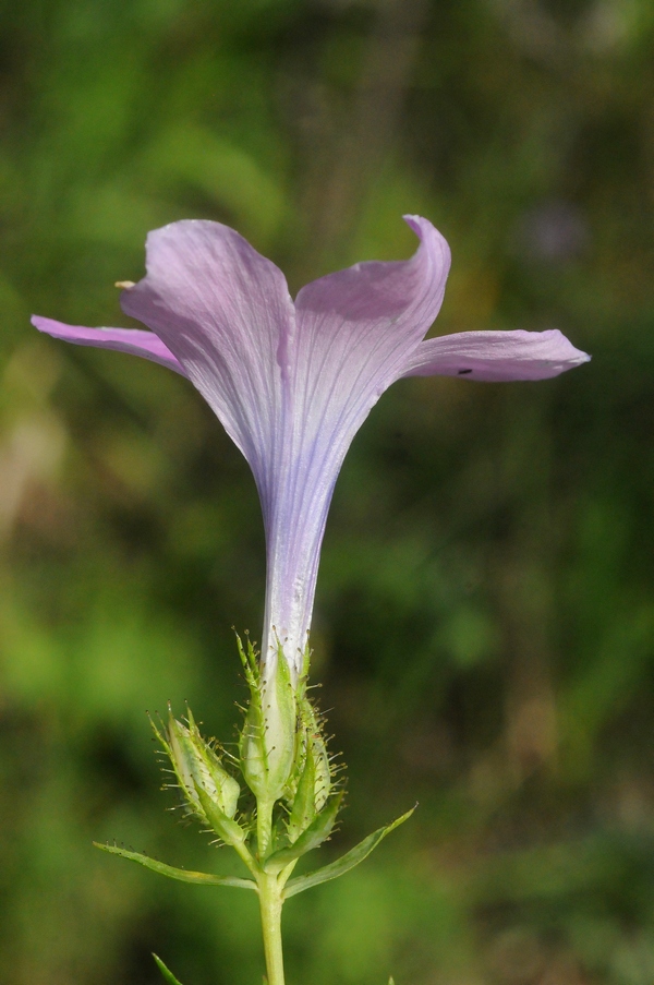 Image of Linum heterosepalum specimen.