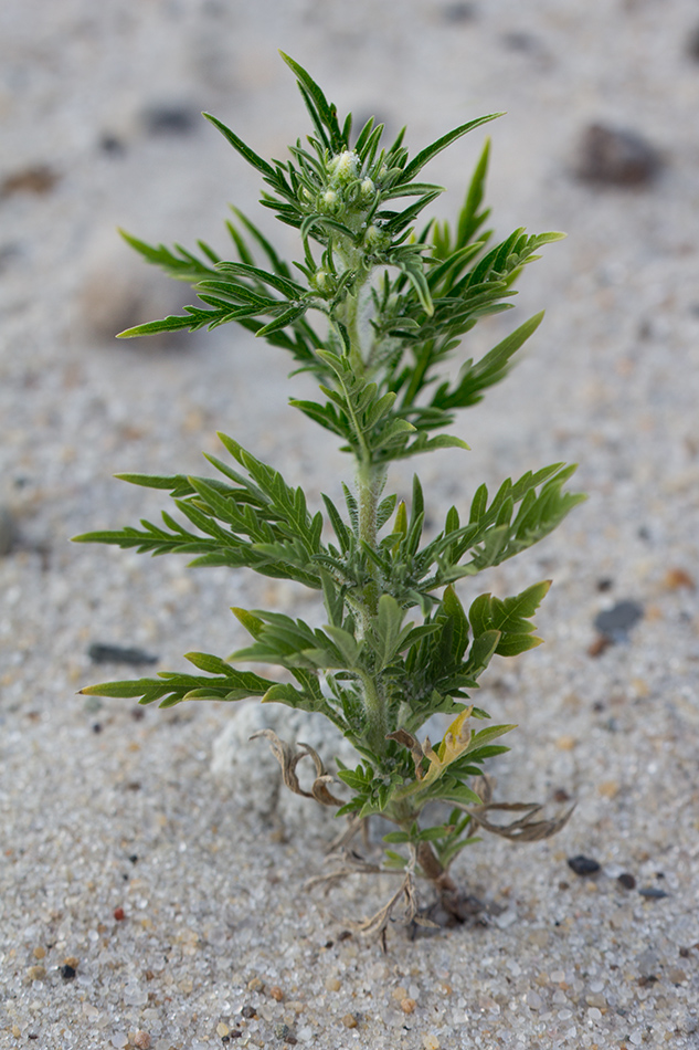 Image of Ambrosia artemisiifolia specimen.