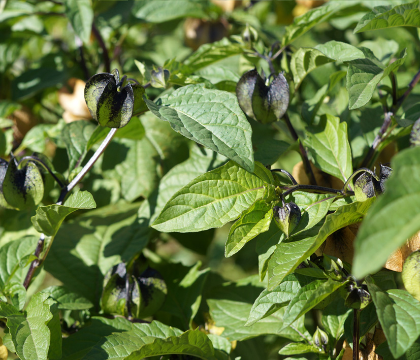 Изображение особи Nicandra physalodes.