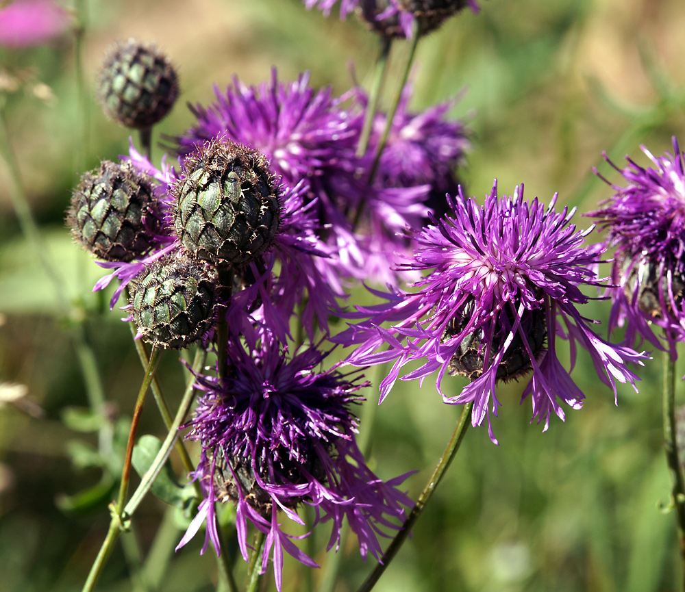 Image of Centaurea scabiosa specimen.