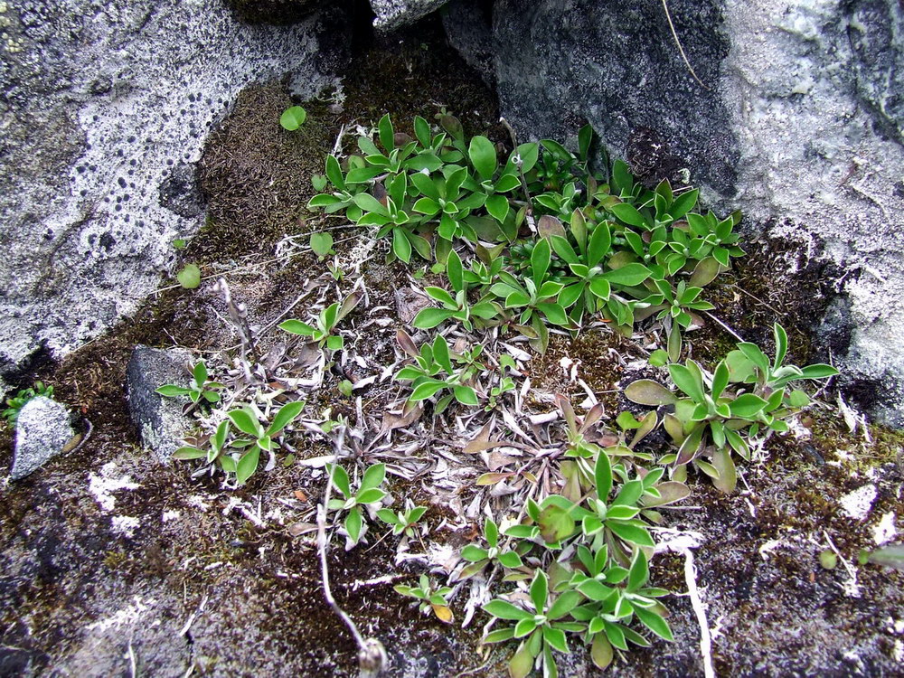 Изображение особи Antennaria dioica.