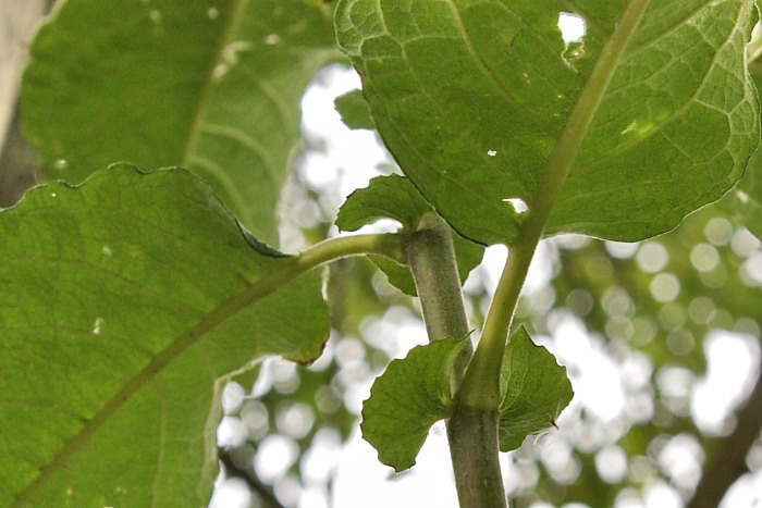 Image of Salix caprea specimen.