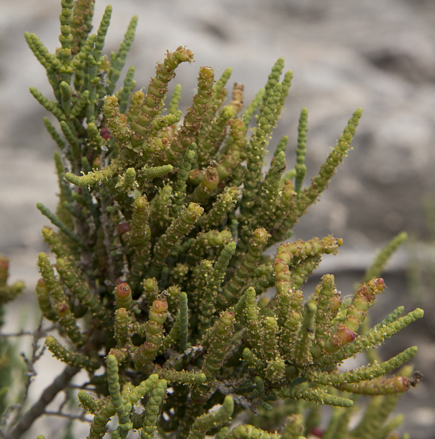 Изображение особи Sarcocornia fruticosa.